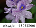 ホテイアオイ 43966900