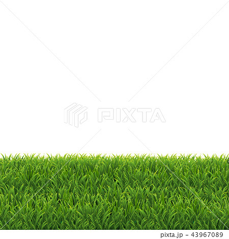 Green Grass White Background Green Grass White Background 43967089