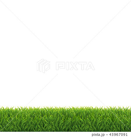 Green Grass White Background 43967091
