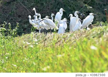 田圃で見つけたサギの群れ 43967300