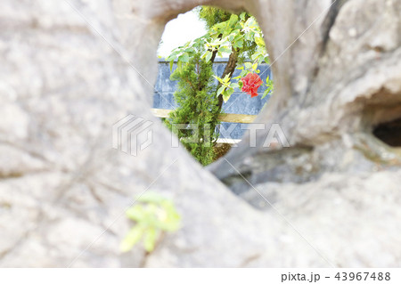 ハイビスカスの花 43967488