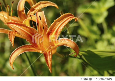 アキノワスレグサ 43967489