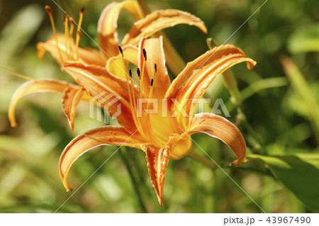 アキノワスレグサ 43967490