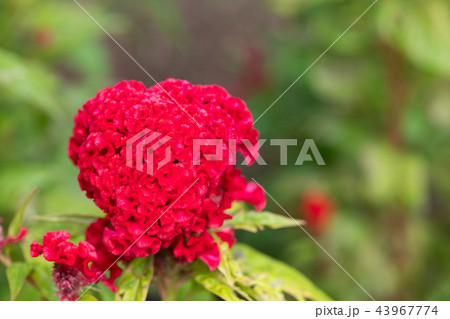 赤いケイトウの花 赤いケイトウの花 43967774