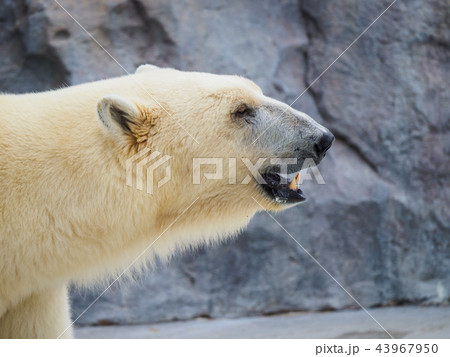 ホッキョクグマ 43967950