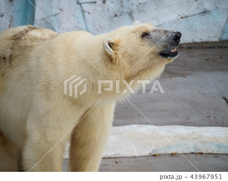 ホッキョクグマ 43967951