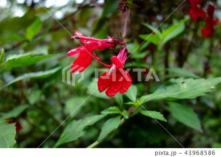 宿根ロベリア 宿根ロベリア 43968586