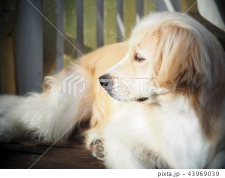 lonesome lonely sad white cute fat long hair puppy lonesome lonely sad white cute fat long hair puppy 43969039