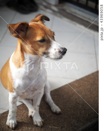 happy active young Jack Russel, Rusell terrier dog 43969058
