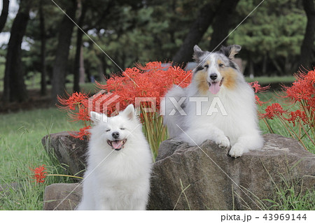 ヒガンバナとシェルティと日本スピッツの写真素材