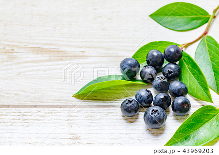 ブルーベリー ブルーベリー 43969203