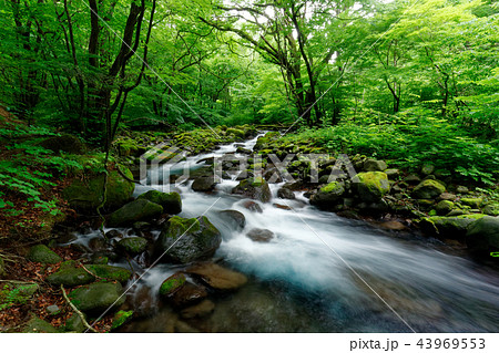 日本の清流-尚仁沢 日本の清流-尚仁沢 43969553