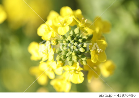 菜の花 菜の花 43970480