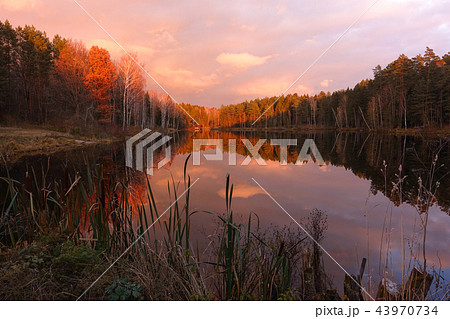Beautiful forest lake at amazing sunrise. 43970734