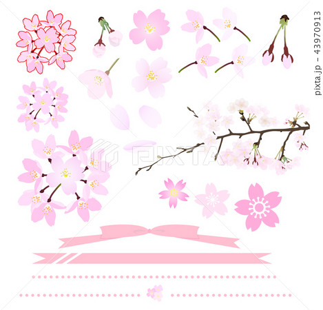 桜の花のイラストセット 43970913