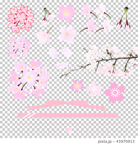 Cherry blossom illustration set 43970913