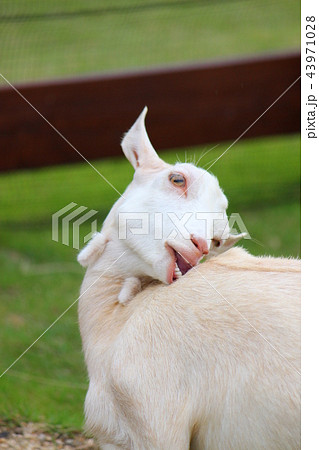 白ヤギ 白ヤギ 43971028