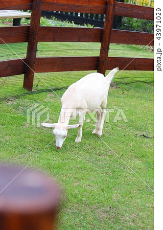 白ヤギ 43971029