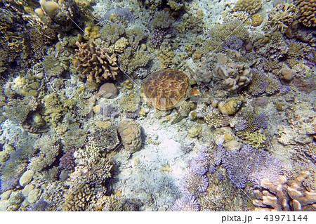 ウミガメ ウミガメ 43971144