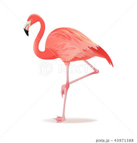 Red and pink flamingo vector illustration. Cool exotic bird standing, decorative design elements 43971388