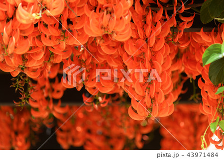 Beautiful new guinea creeper or Red Lade Vine  43971484