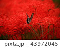 彼岸花 43972045