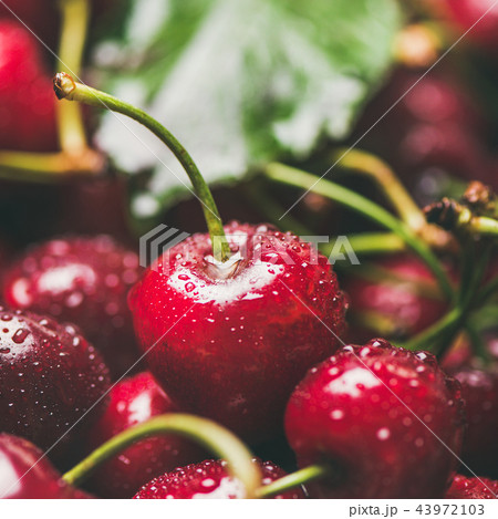 Fresh wet sweet cherries texture, wallpaper and background, square crop 43972103