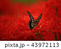 彼岸花　 43972113