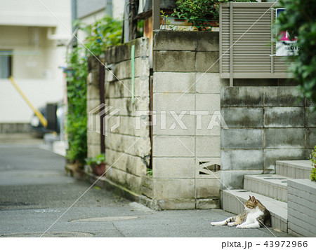 雉猫 雉猫 43972966