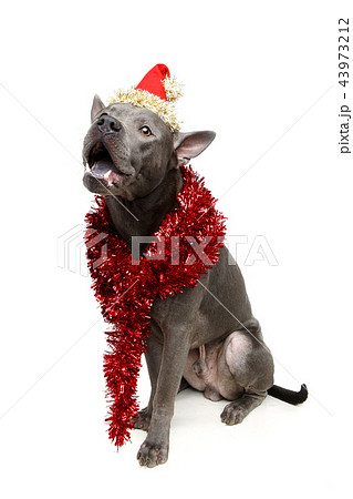 beautiful thai ridgeback dog in christmas hat 43973212