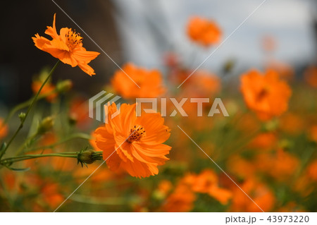 一面に咲く秋の花 43973220