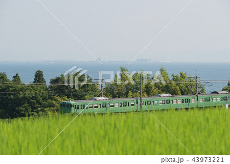 緑色の電車と稲  43973221