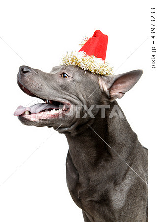 beautiful thai ridgeback dog in christmas hat 43973233