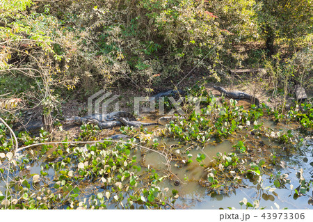 Beautiful Pantanal landscape, South America,Brazil Beautiful Pantanal landscape, South America,Brazil 43973306