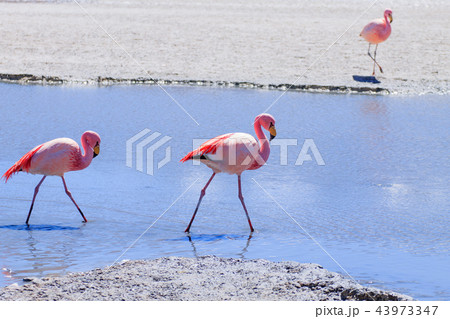 Laguna Hedionda flamingos, Bolivia 43973347