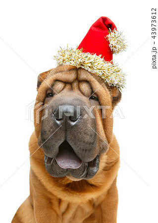 beautiful shar pei puppy in christmas cap 43973612