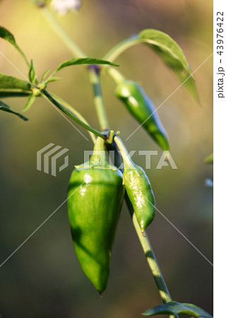 Green jalapeno hot pepper in garden closeup Green jalapeno hot pepper in garden closeup 43976422