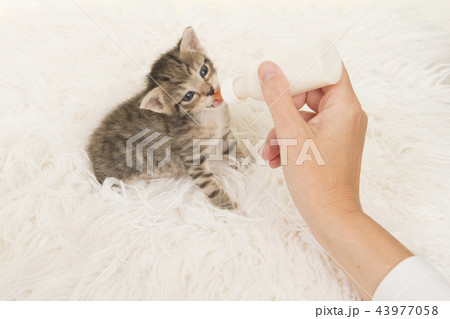 Three weeks old tabby kitten being hand fed 43977058