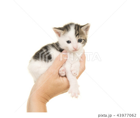 Single hand holding a three weeks old baby cat 43977062