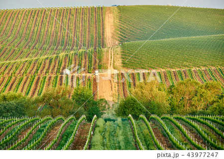 Vineyards in California, USA 43977247
