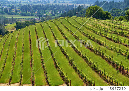Vineyards in California, USA Vineyards in California, USA 43977250