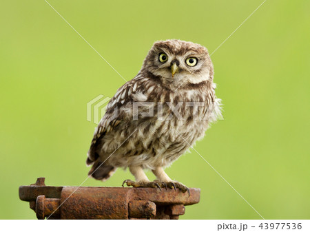 Juvenile little owl perching on a metal post 43977536