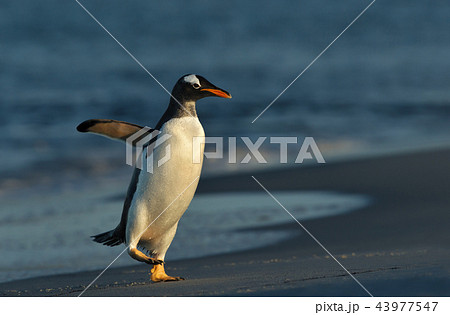 Close-up of a Gentoo penguin coming ashore Close-up of a Gentoo penguin coming ashore 43977547