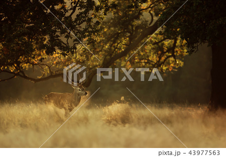 Red deer stag in early morning light 43977563