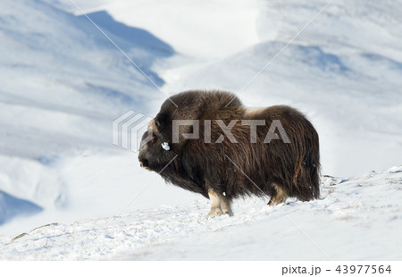 Close up of a male Musk Ox standing in mountains Close up of a male Musk Ox standing in mountains 43977564