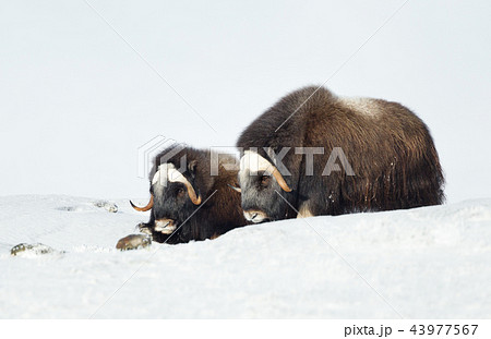 Two young Musk Oxen lying in snowy mountains Two young Musk Oxen lying in snowy mountains 43977567