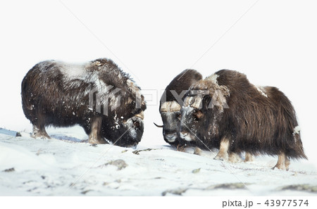 Male musk oxen in the mountains in winter Male musk oxen in the mountains in winter 43977574