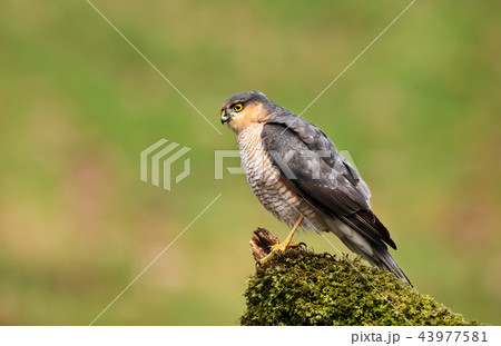 Eurasian Sparrowhawk perching on a mossy post 43977581