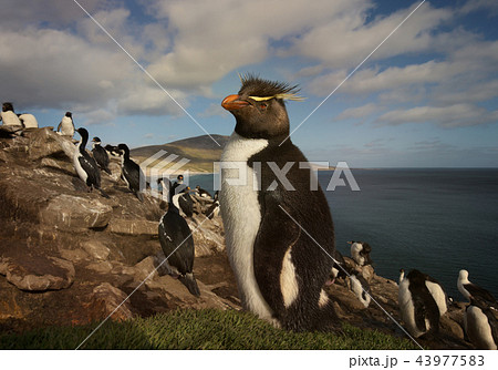Close up of a Rockhopper penguin in the rookery 43977583