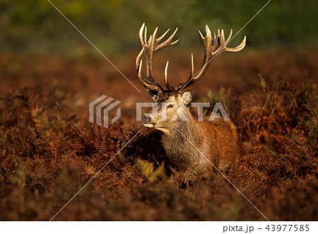 Close up of a Red deer stag 43977585